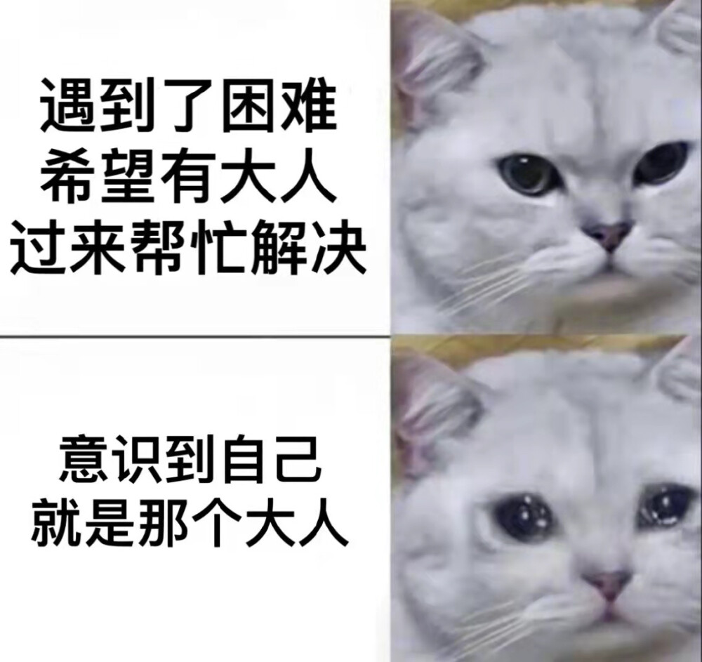 表情包
