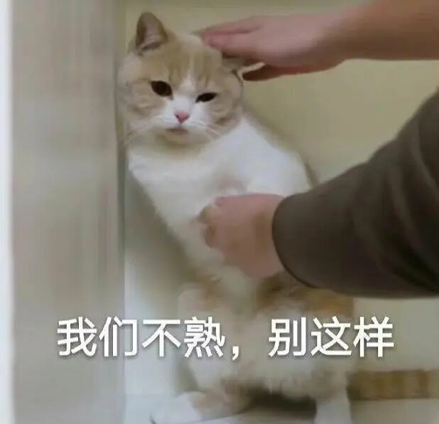 猫猫表情包