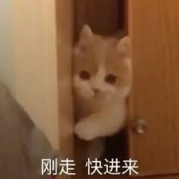 猫猫表情包