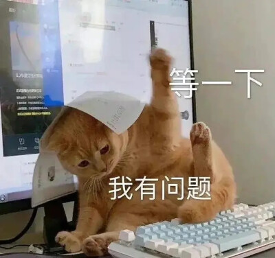 猫猫表情包