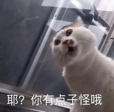 猫猫表情包