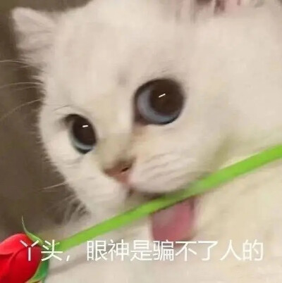 猫猫表情包