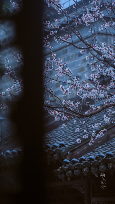 【愚园】赴一场江南杏花雨