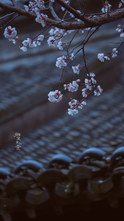 【愚园】赴一场江南杏花雨