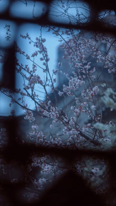 【愚园】赴一场江南杏花雨