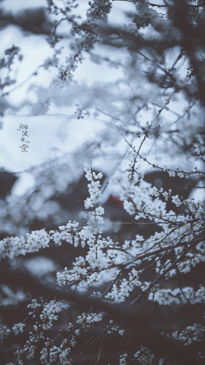 坠雨珠的李花，冰清玉洁