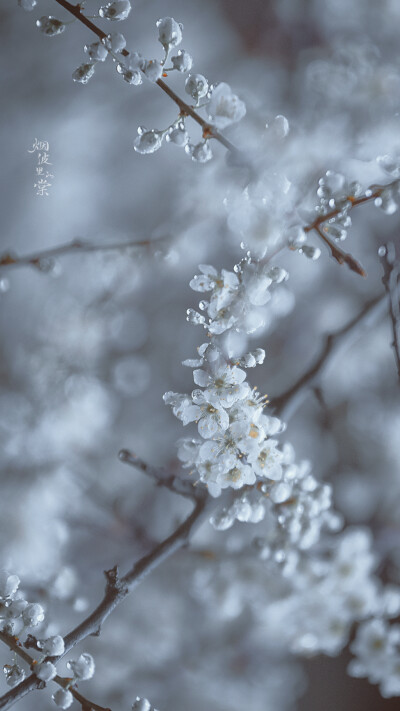 坠雨珠的李花，冰清玉洁