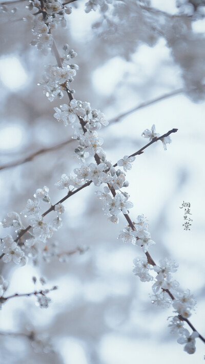 坠雨珠的李花，冰清玉洁