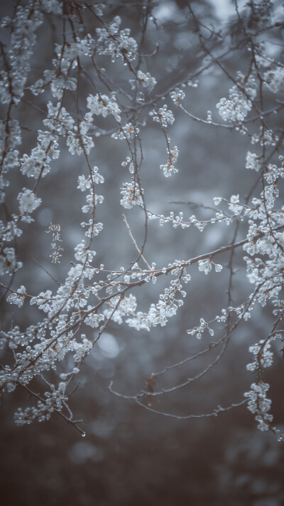 坠雨珠的李花，冰清玉洁