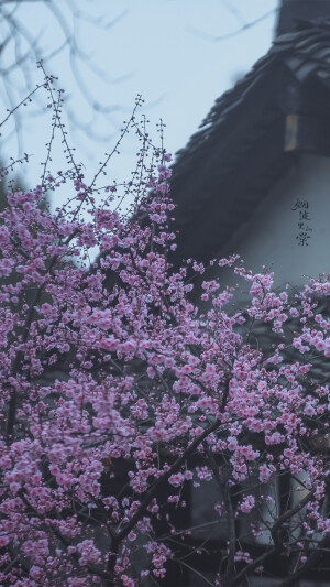 【愚园】雨中美人梅