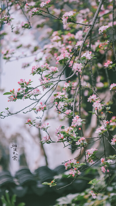 西府海棠