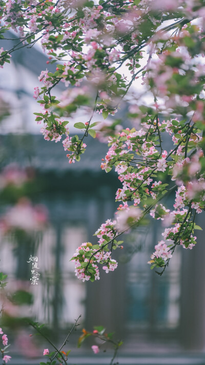 西府海棠