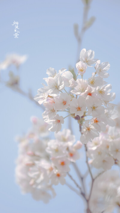 【樱花】自在飞花轻似梦