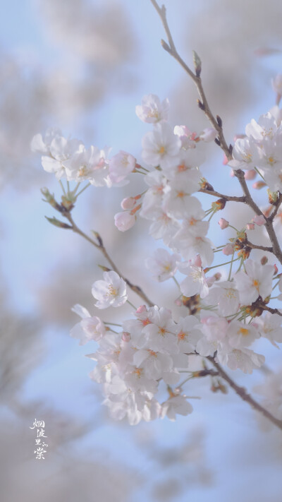 【樱花】自在飞花轻似梦