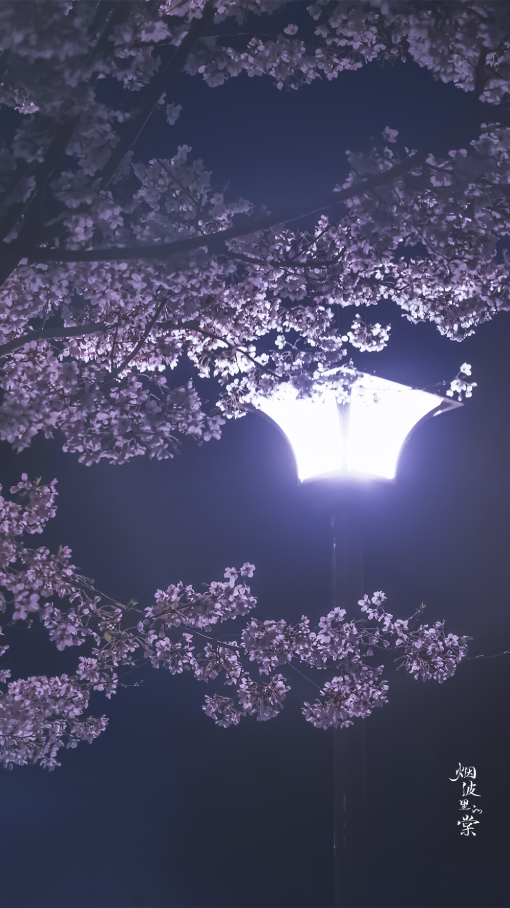 【古鸡鸣寺 夜樱】