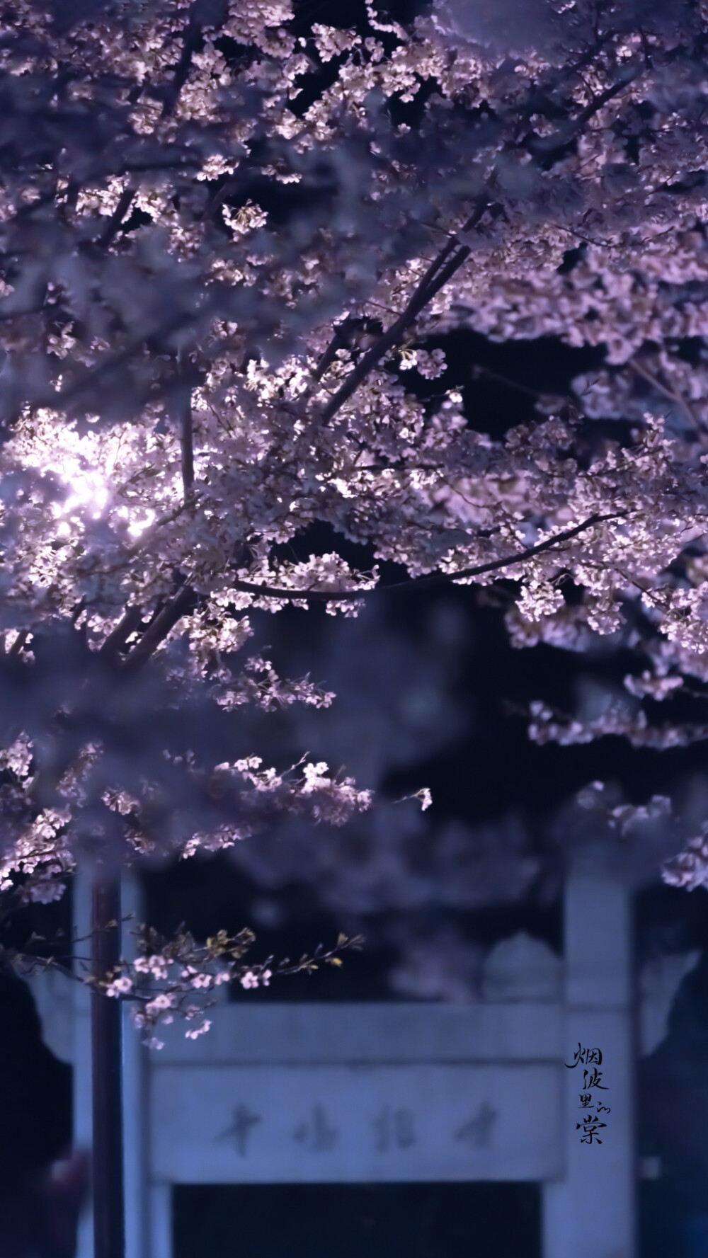 【古鸡鸣寺 夜樱】