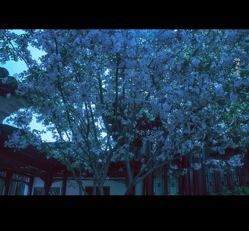 【莫愁湖 白海棠】相寻梦里路，飞雨落花中