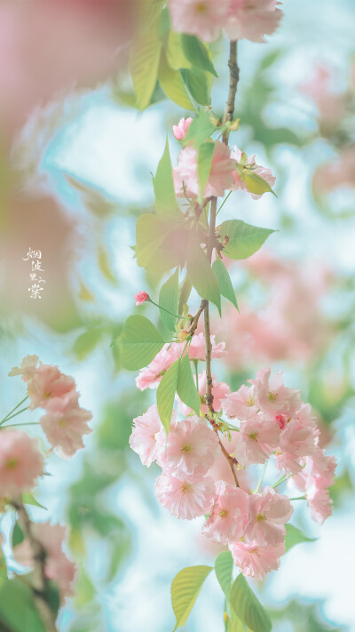 关山樱
