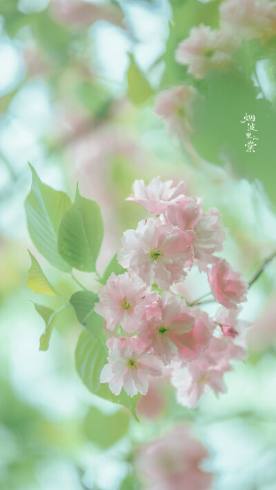 关山樱