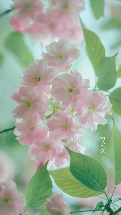 关山樱