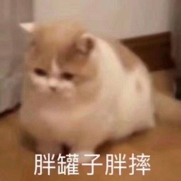 猫咪表情包