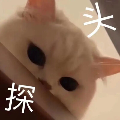 猫咪表情包