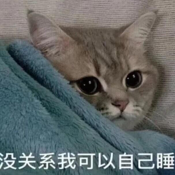 猫咪表情包