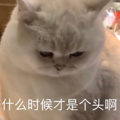 猫咪表情包