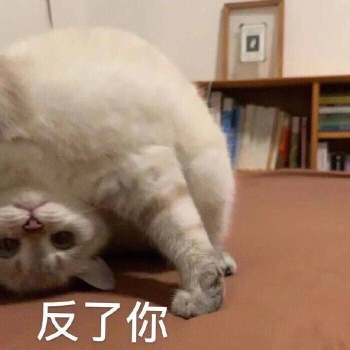 猫咪表情包