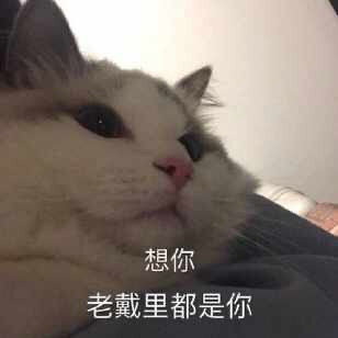 猫咪表情包