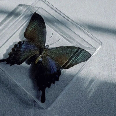 优雅不死 浪漫无隅