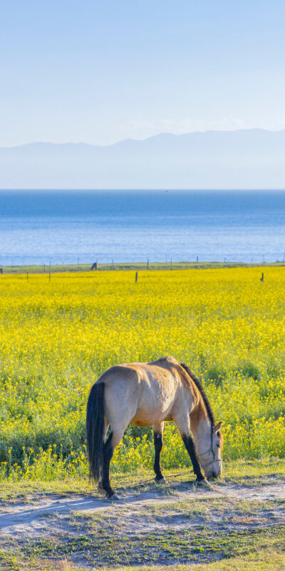 青海湖壁纸
图源：千帆Ivan- 官方微博
侵删致歉