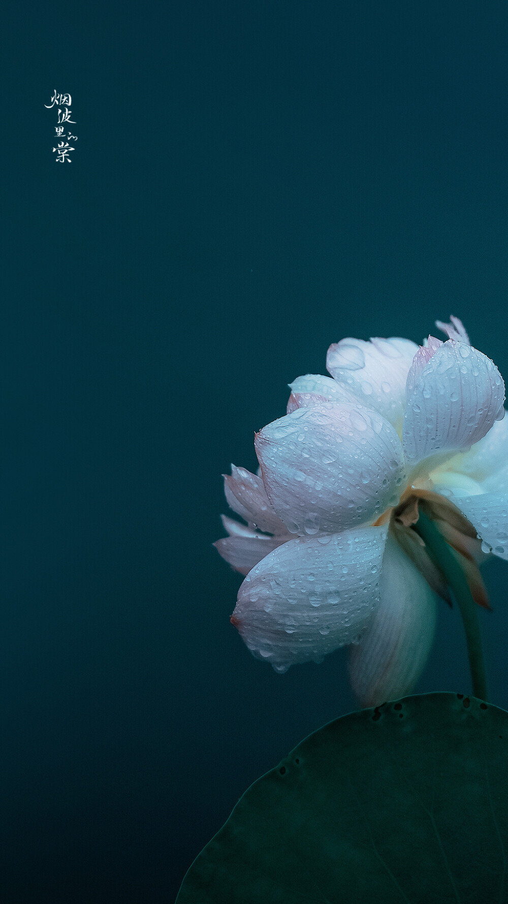 【莫愁湖】轻步凌波踏明镜，细雨中的荷花与鱼