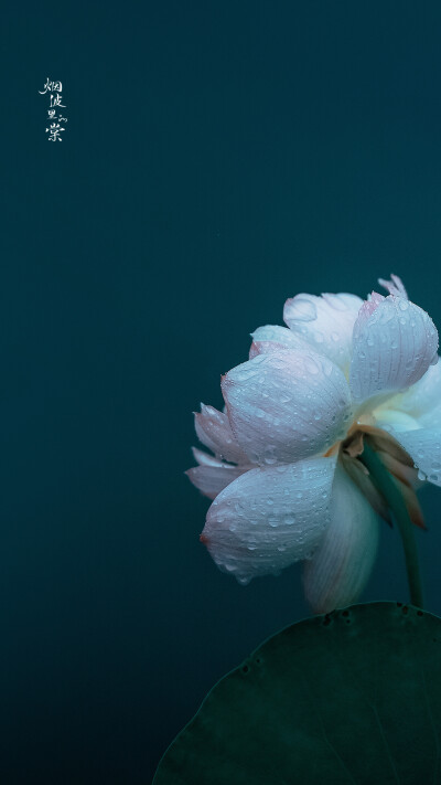 【莫愁湖】轻步凌波踏明镜，细雨中的荷花与鱼