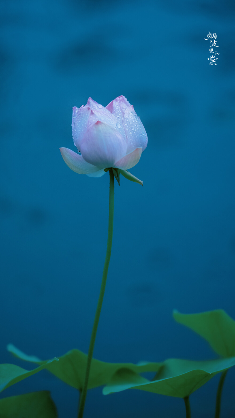 【莫愁湖】轻步凌波踏明镜，细雨中的荷花与鱼