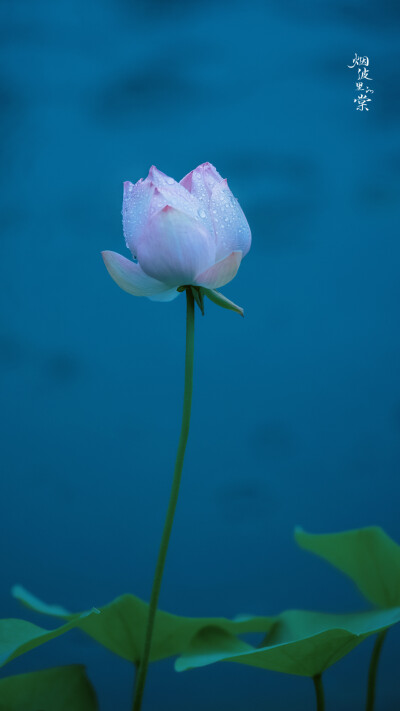 【莫愁湖】轻步凌波踏明镜，细雨中的荷花与鱼