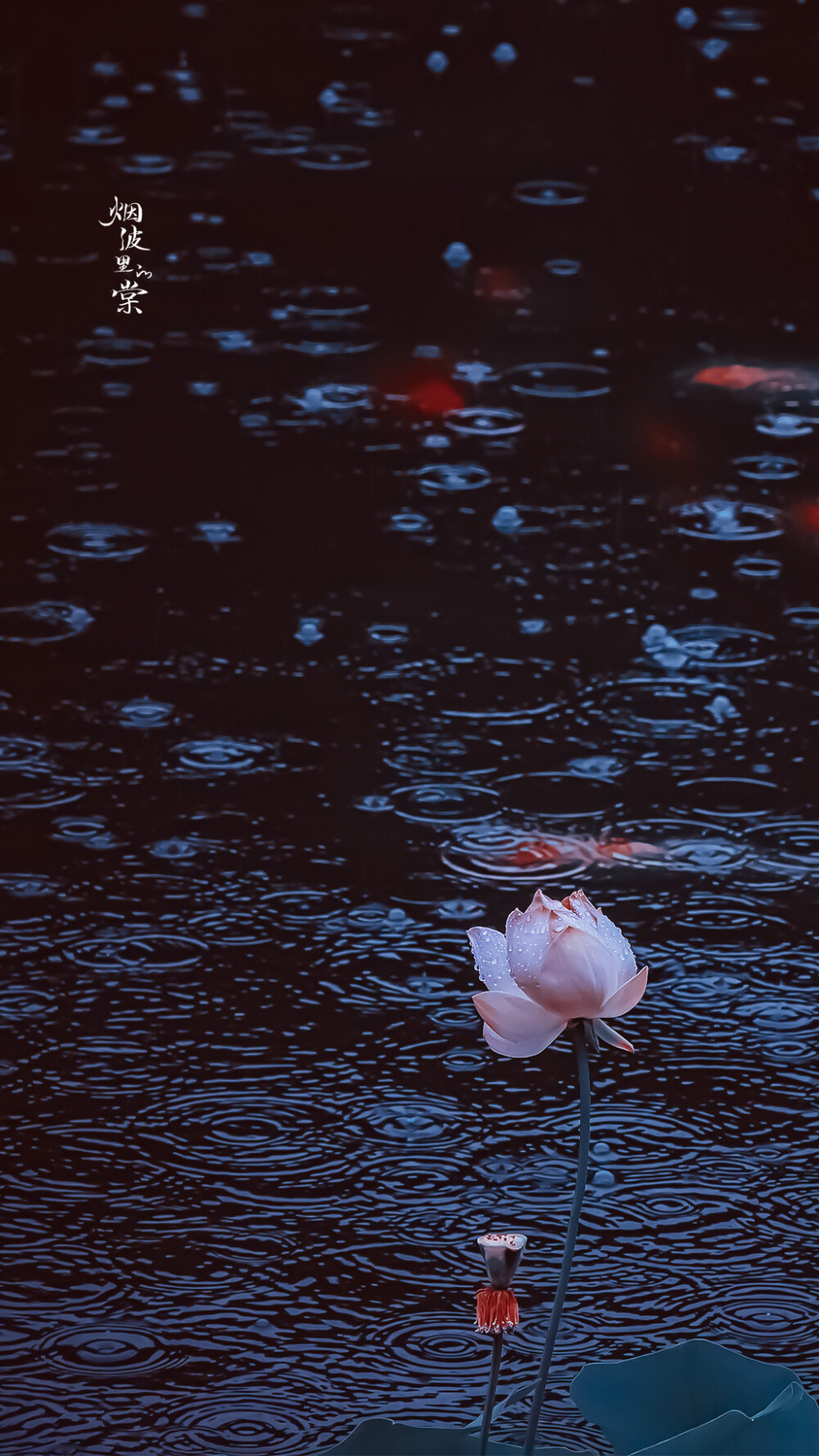 【莫愁湖】轻步凌波踏明镜，细雨中的荷花与鱼