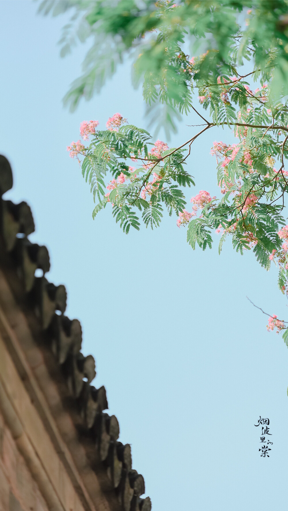 【老门东】合欢花