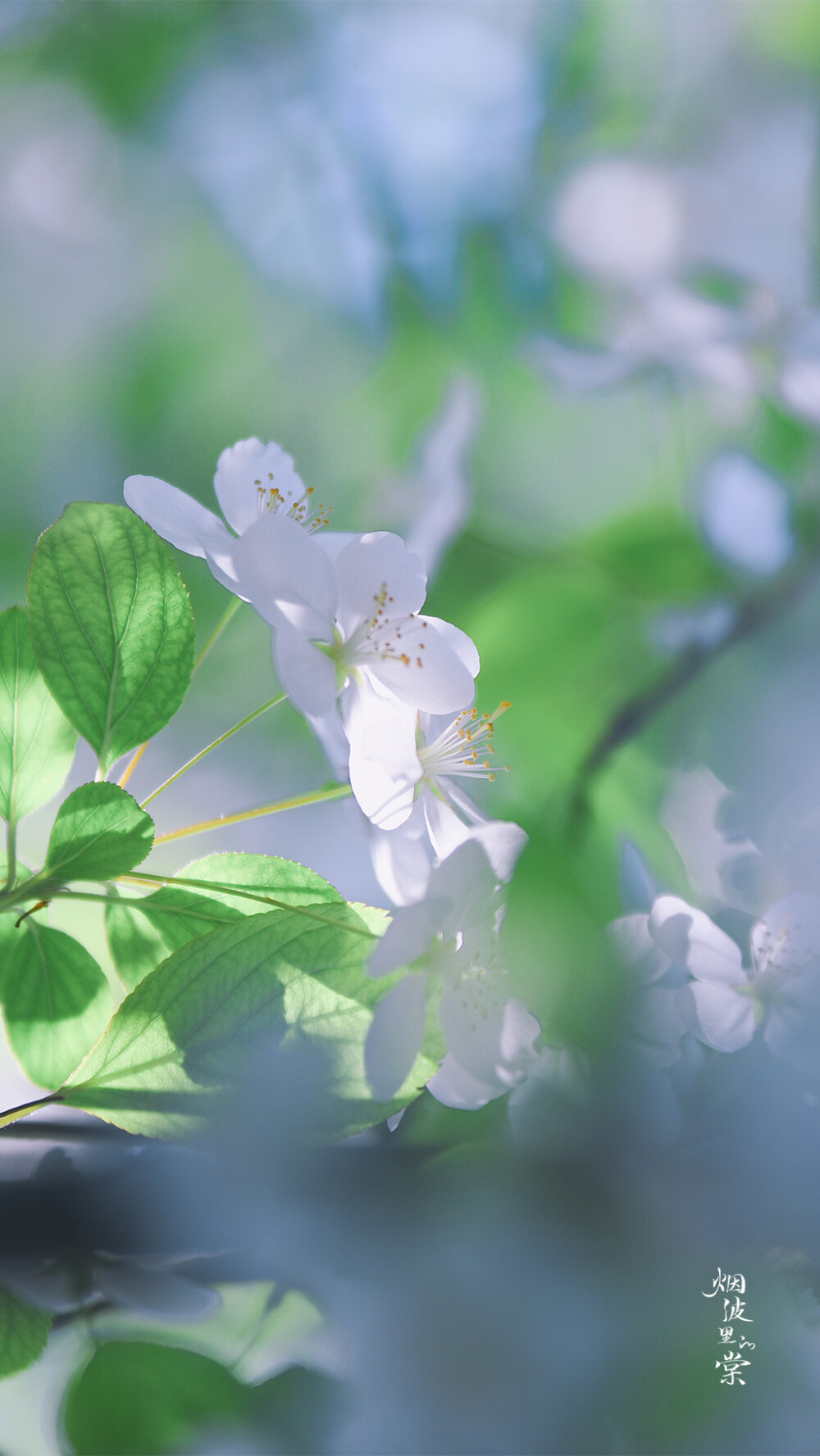 一樹繁花