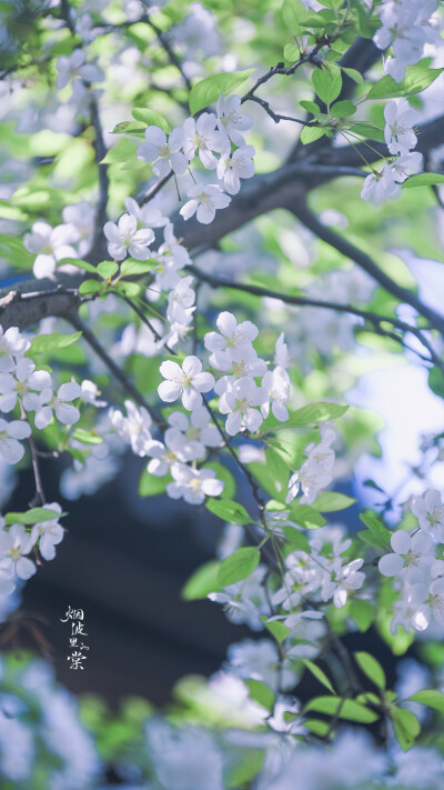 一树繁花