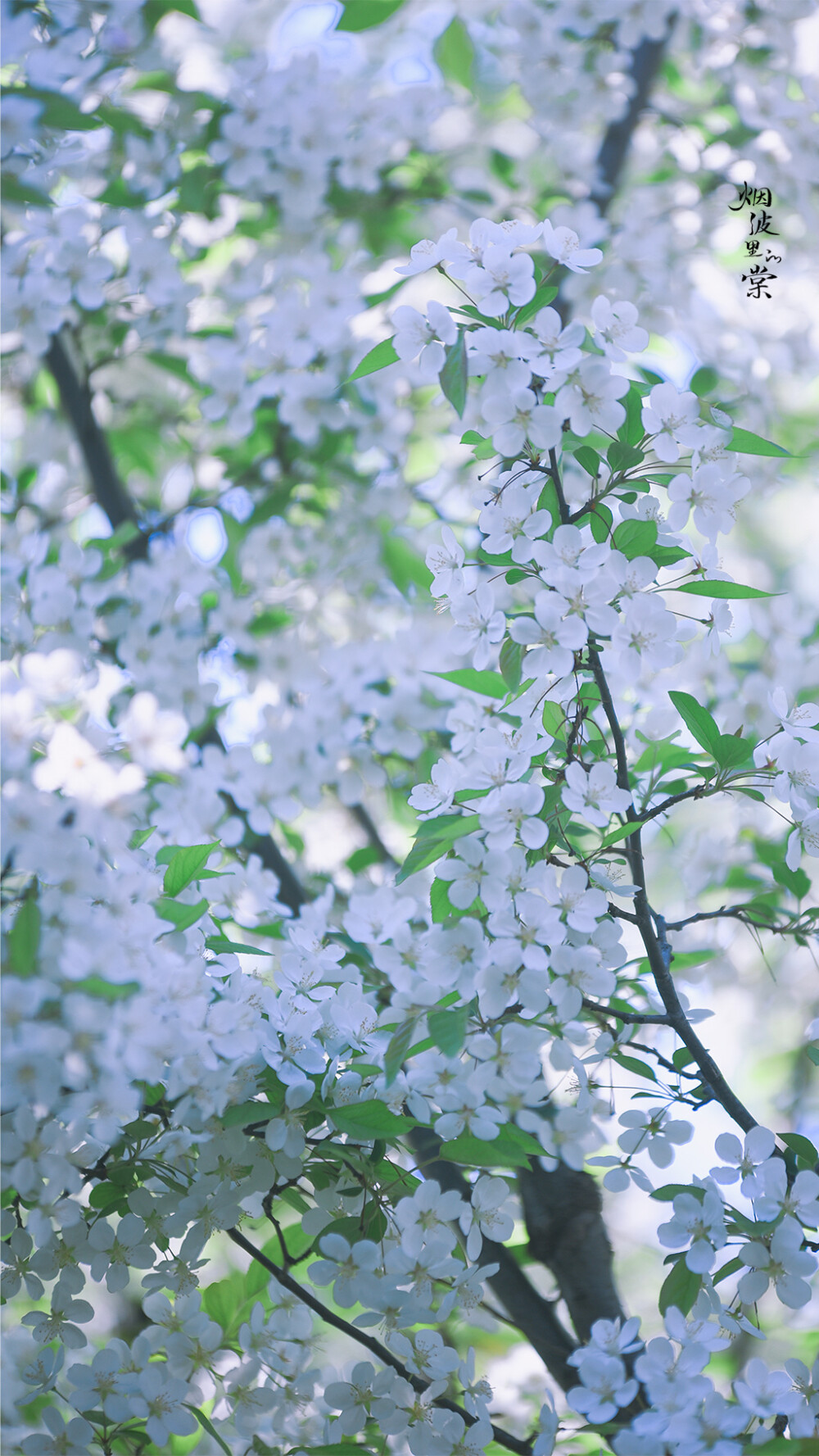 一树繁花