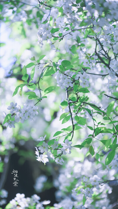 一树繁花