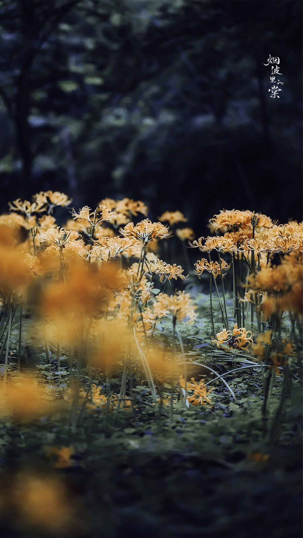 【黄石蒜】忽地笑