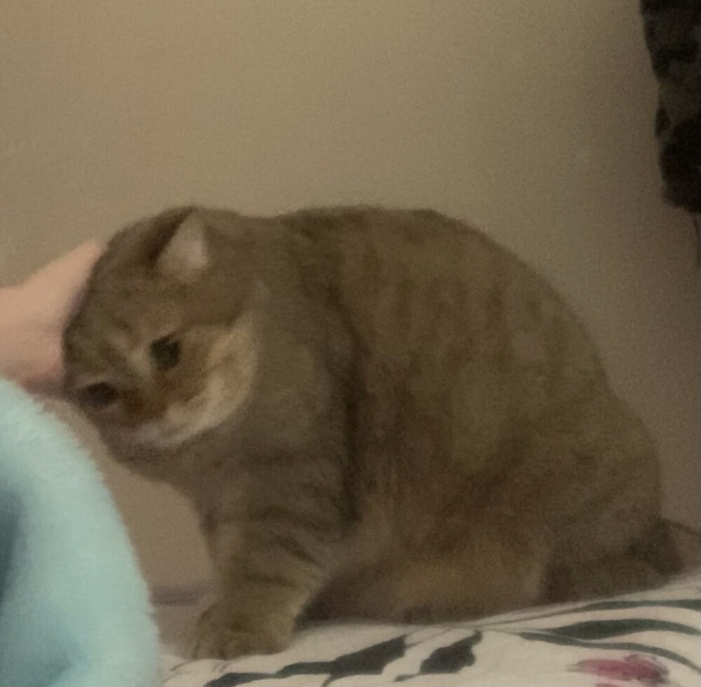 谁会对你感同身受呢 本想得到几句安慰的话 到头来还是谩骂 不要寄希望于别人 也不要相信自己 我是废物 