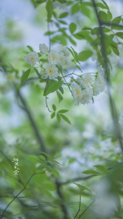 壁纸，却顾所来径 苍苍横翠微