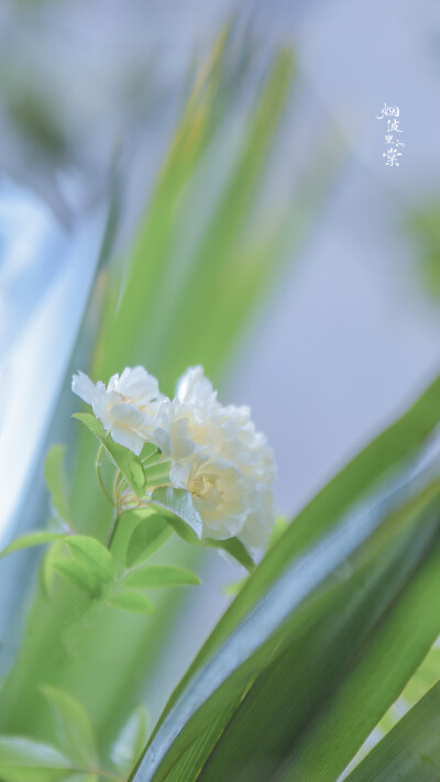 壁纸，却顾所来径 苍苍横翠微