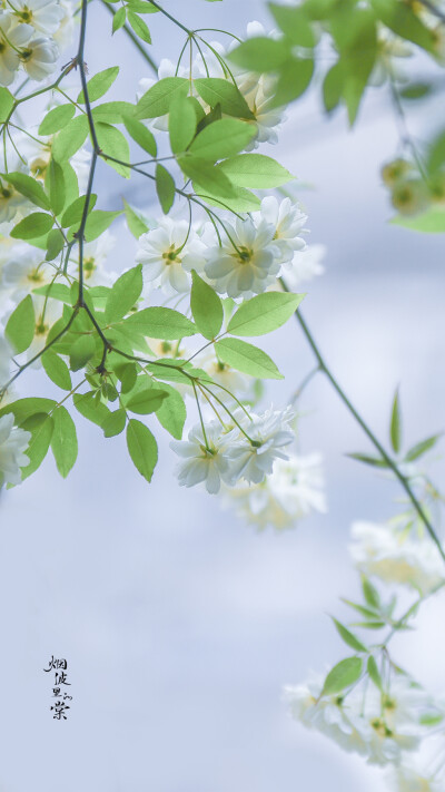 壁纸，却顾所来径 苍苍横翠微