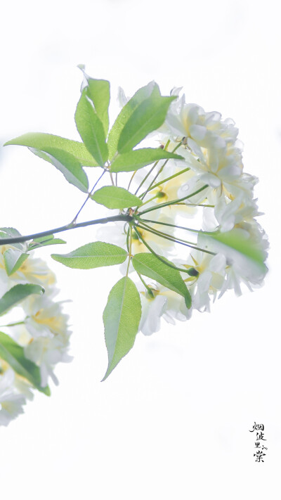 壁纸，却顾所来径 苍苍横翠微