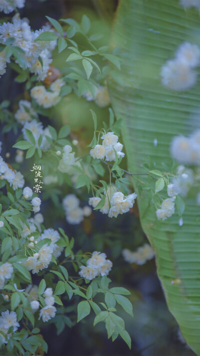 壁纸，却顾所来径 苍苍横翠微