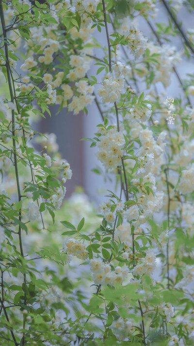 壁纸，却顾所来径 苍苍横翠微